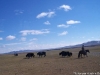 499-yaks