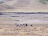 mongolie-092005-121