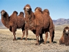 mongolie6