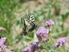 img_7525