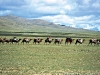 mongolie11