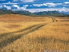 mongolie7