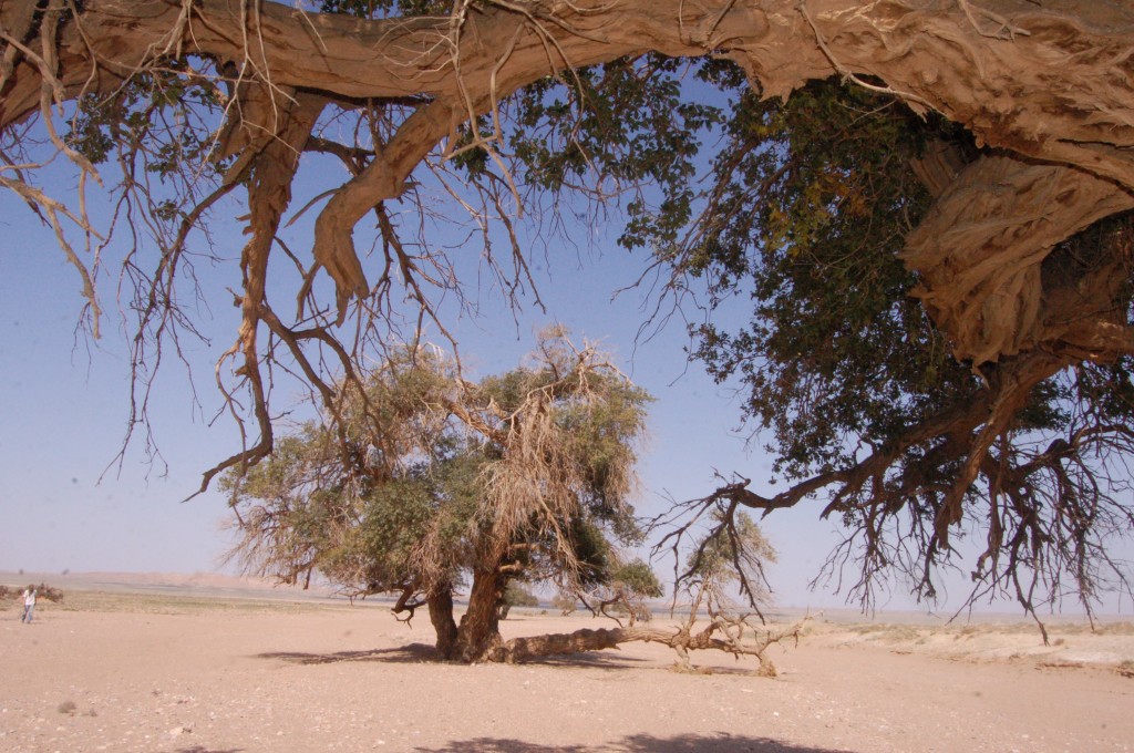 arbre-gobi-mongolie